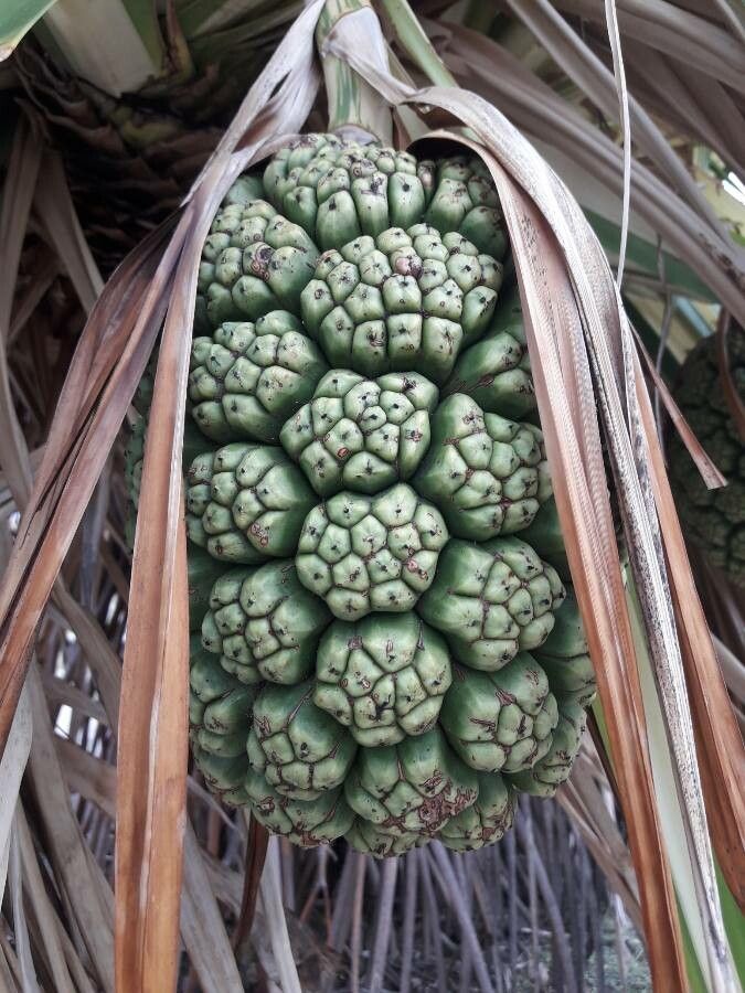 Pandanus sanderi fruit