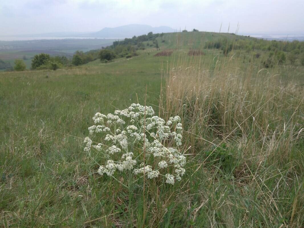 Crambe tataria flower