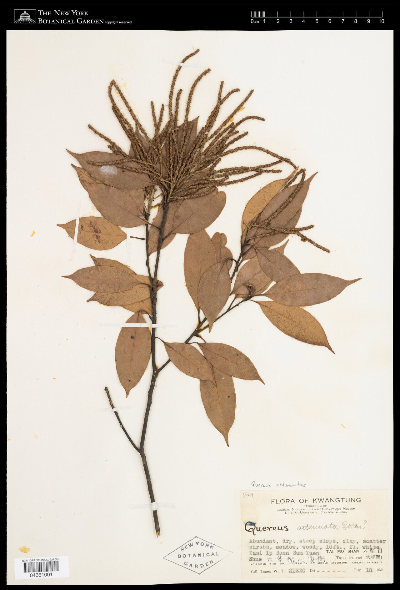 Lithocarpus attenuatus — search result for 'Lithocarpus'