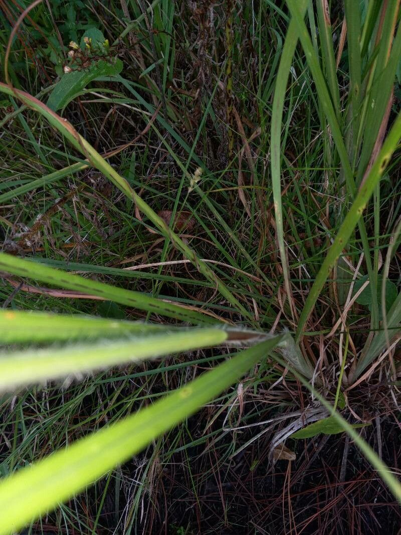 Paspalum floridanum leaf