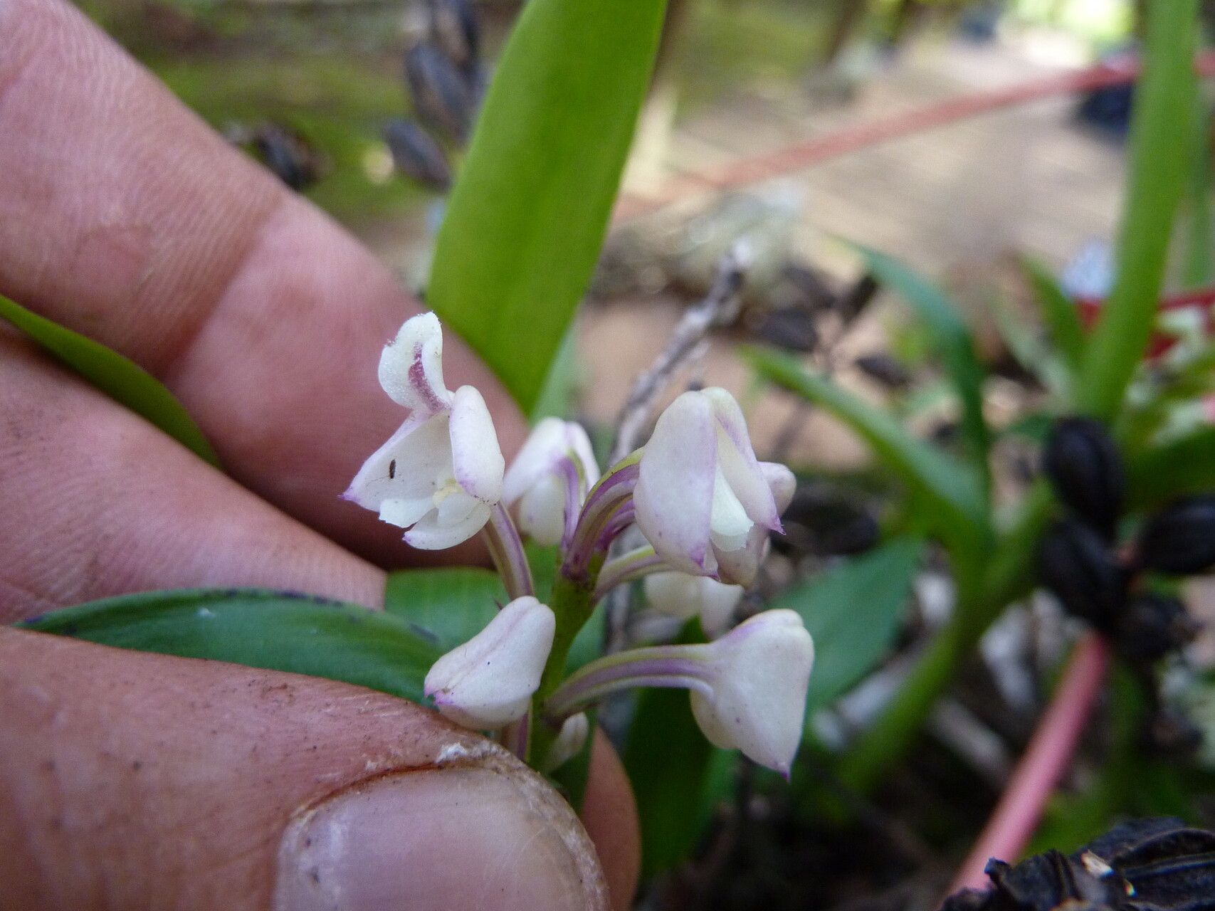 Polystachya subulata flower