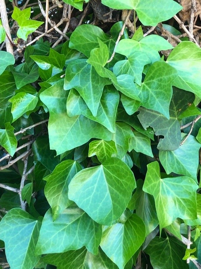 Hedera maroccana — search result for 'Morocco'