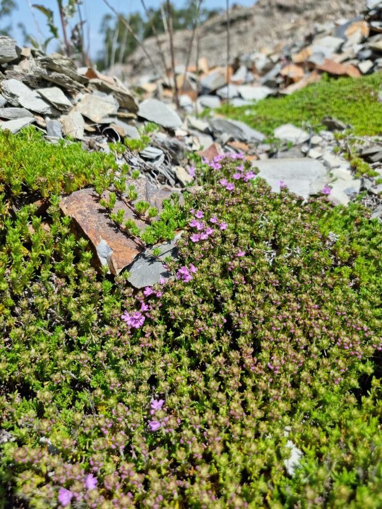 Thymus caespititius — search result for 'Azores'
