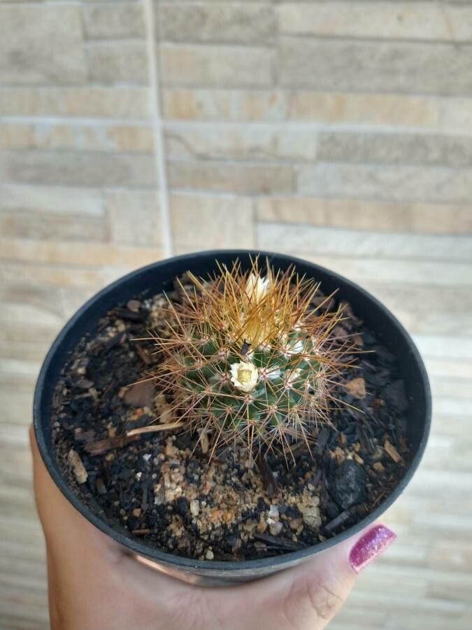 Mammillaria nivosa bark