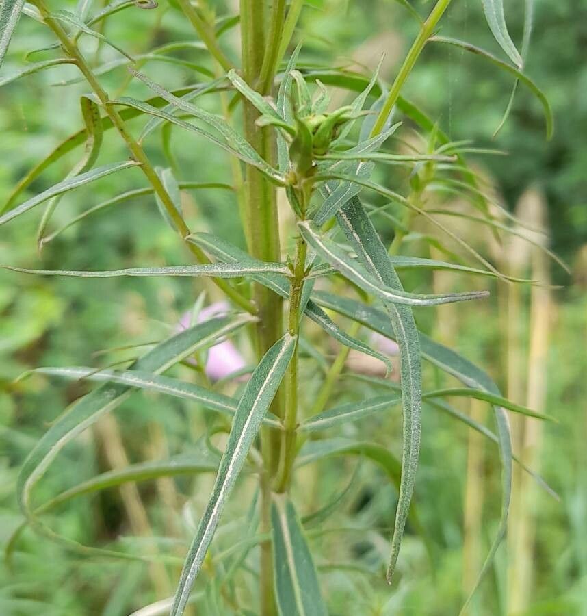 Agalinis fiebrigii — search result for 'Agalinis'