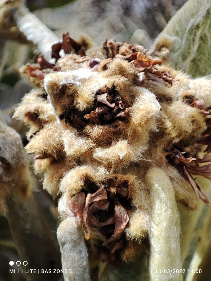 Espeletia hartwegiana flower