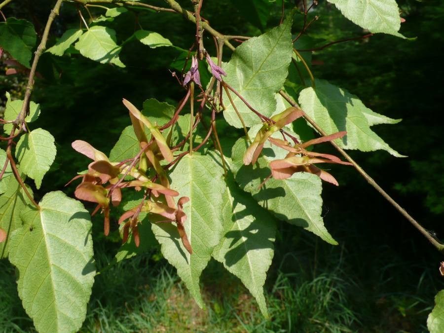 Acer crataegifolium — search result for 'Crataegus'