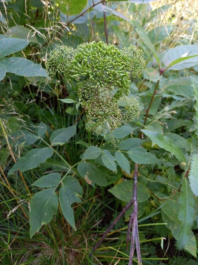 Angelica atropurpurea fruit