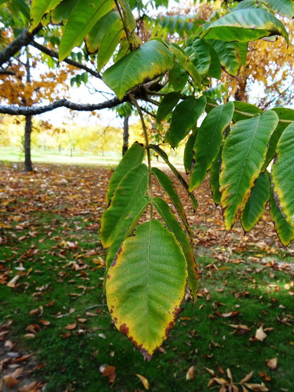 Juglans ailantifolia