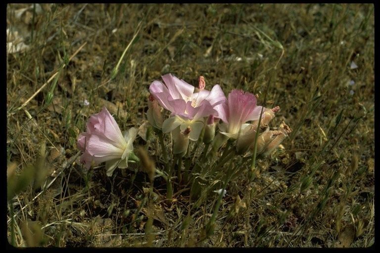 Lewisia rediviva habit