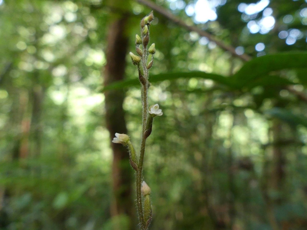 Zeuxine reginasilvae flower