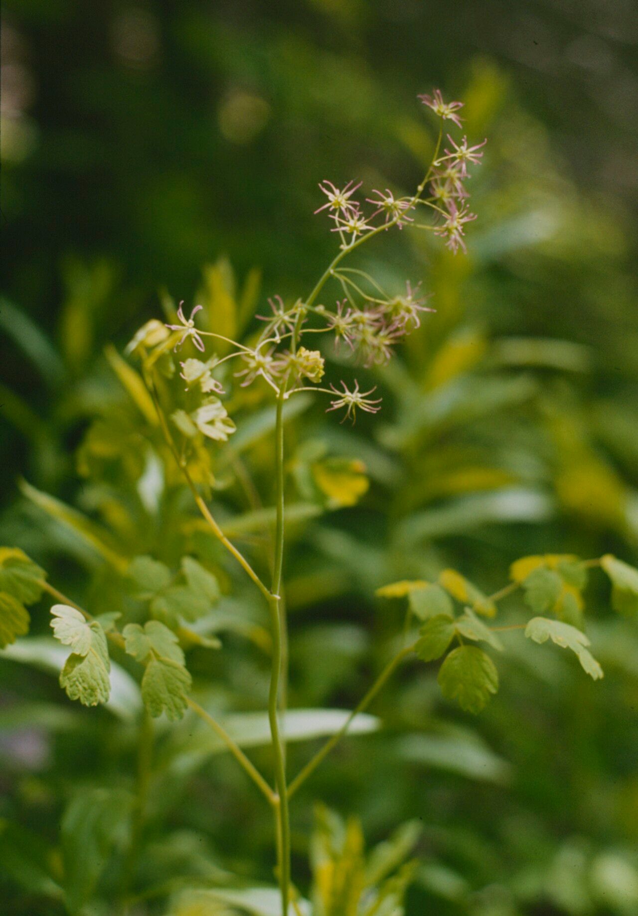 Thalictrum venulosum flower