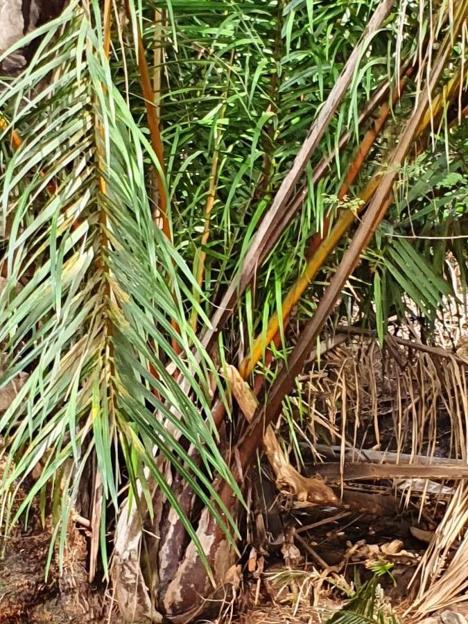 Raphia farinifera leaf