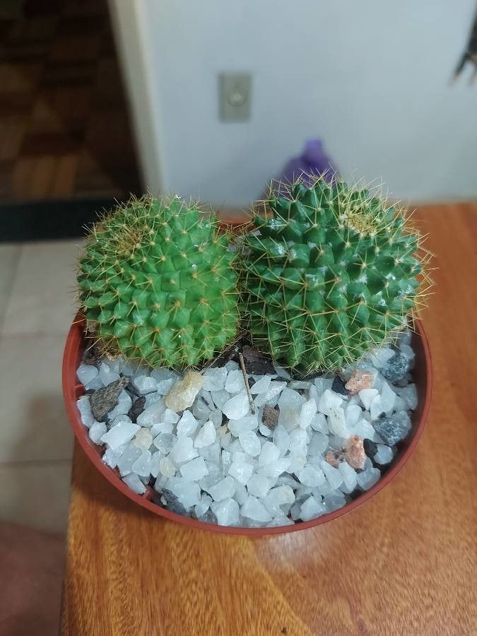 Mammillaria marksiana bark