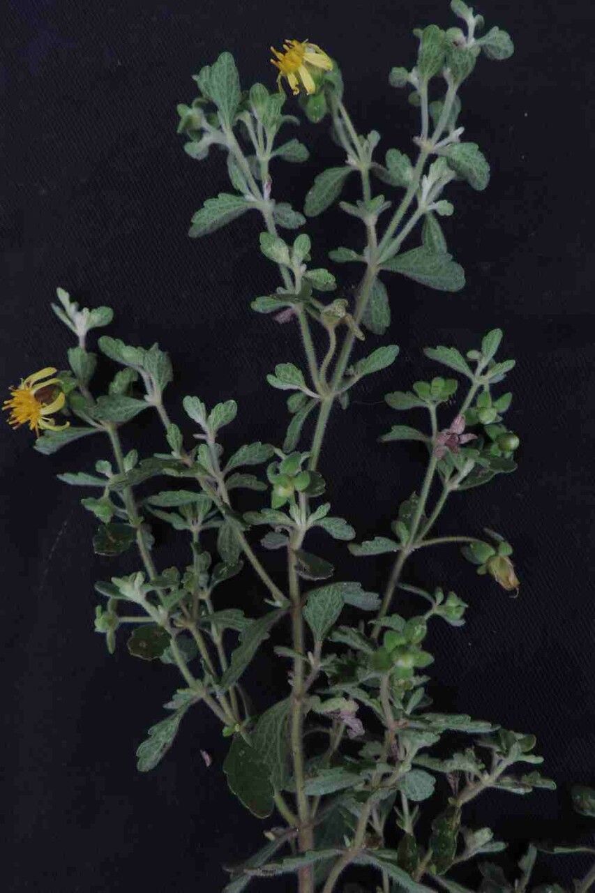 Calea teucriifolia flower