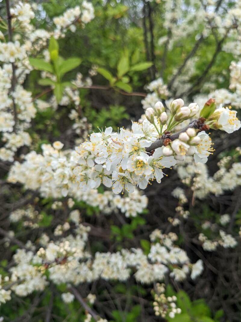 Prunus maritima flower