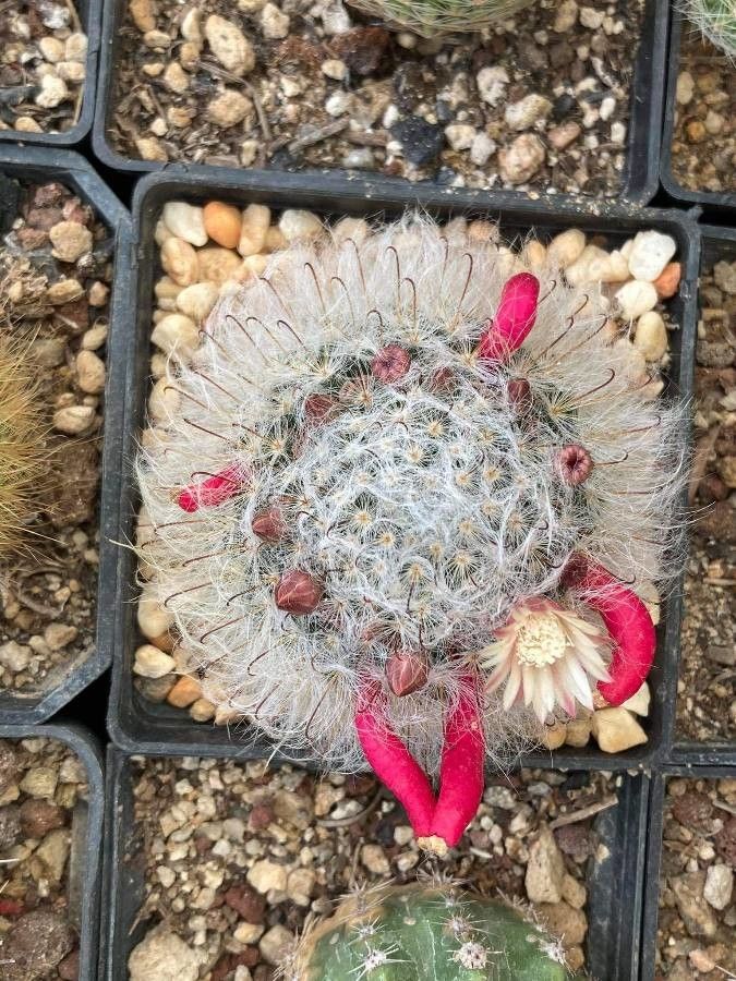 Mammillaria bocasana fruit