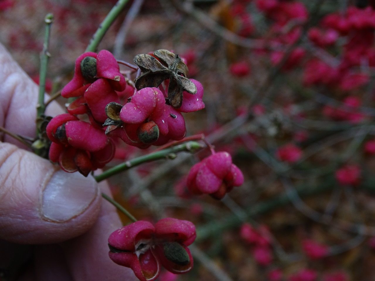 Euonymus hamiltonianus fruit