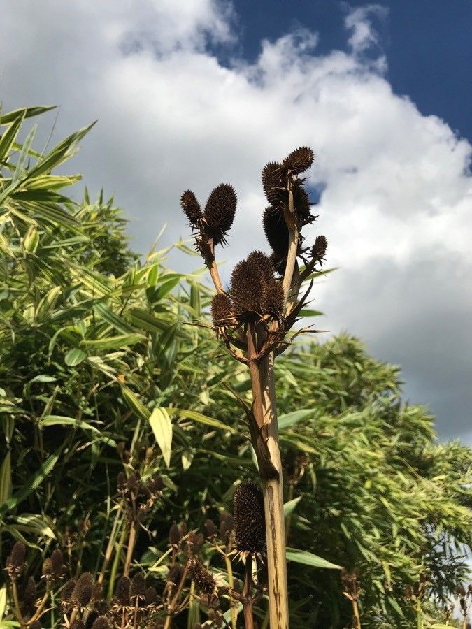 Eryngium agavifolium fruit