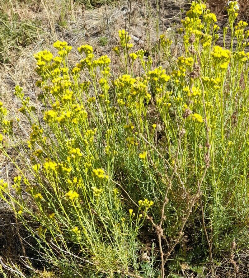 Senecio bracteolatus habit