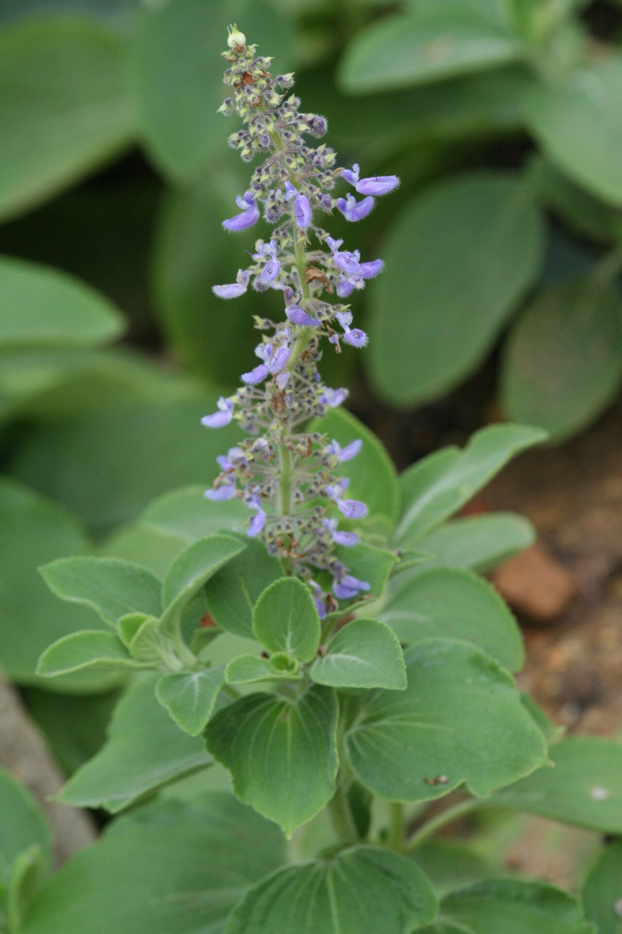 Coleus arabicus flower