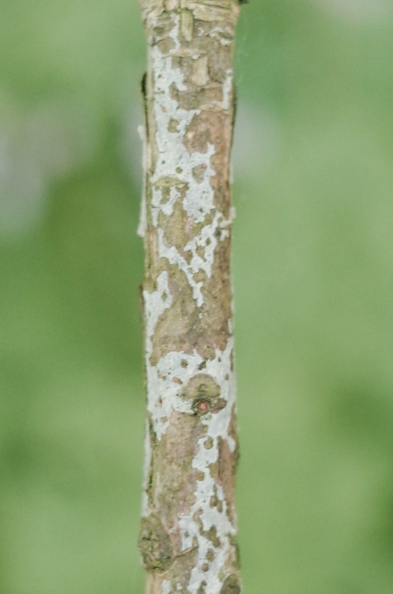 Rhododendron venator bark