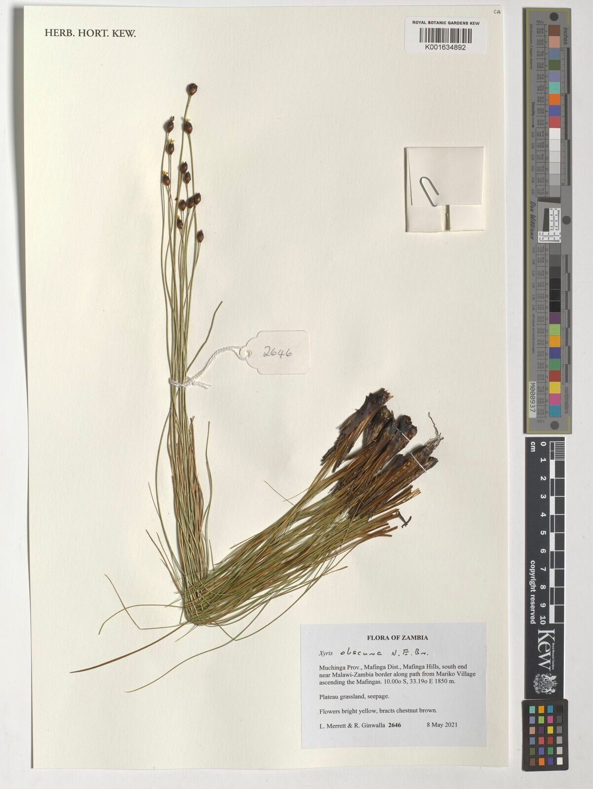 Xyris obscura — search result for 'Xyris'