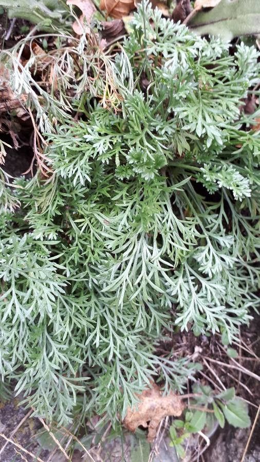 Artemisia campestris leaf