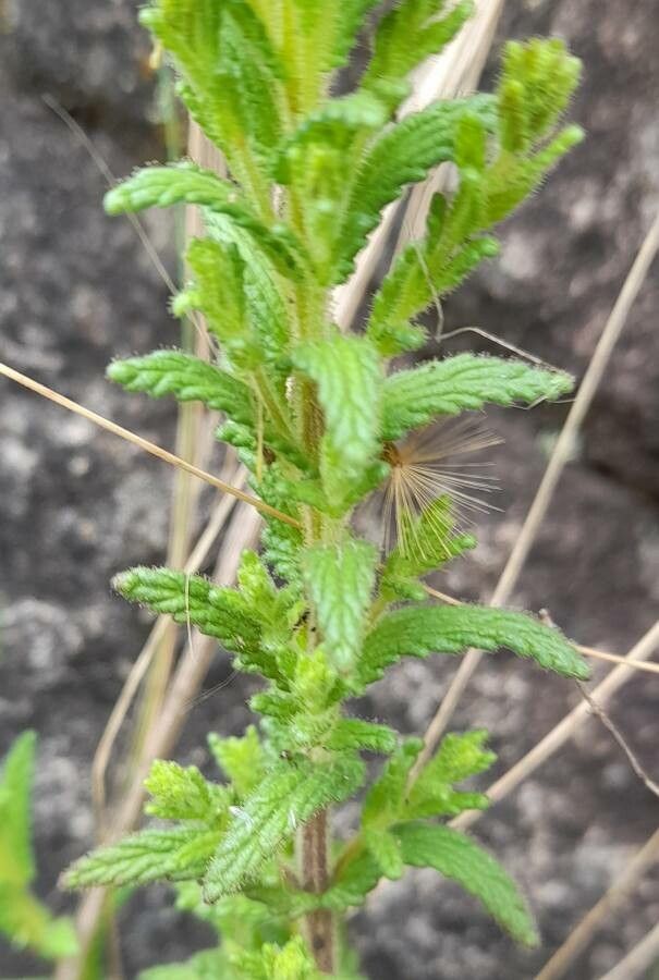 Bartsia fiebrigii — related species from the same genus