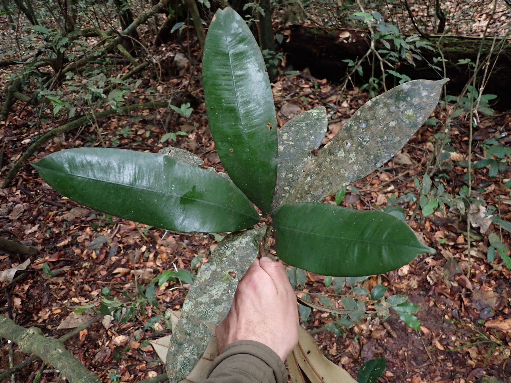 Englerophytum laurentii — related species from the same genus