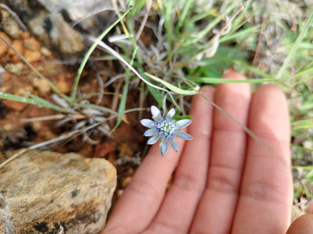 Eryngium gracile — search result for 'Eryngium'
