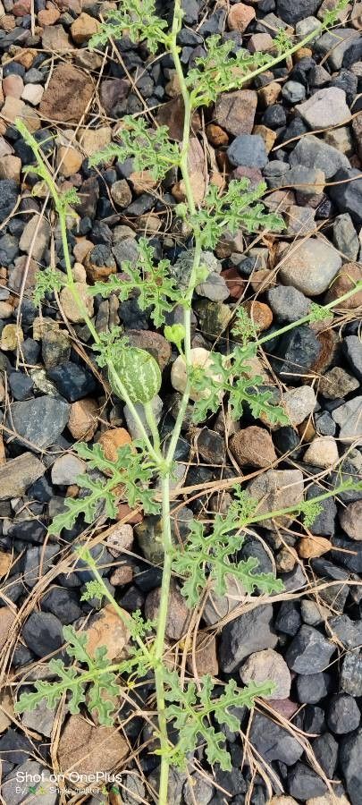 Citrullus colocynthis