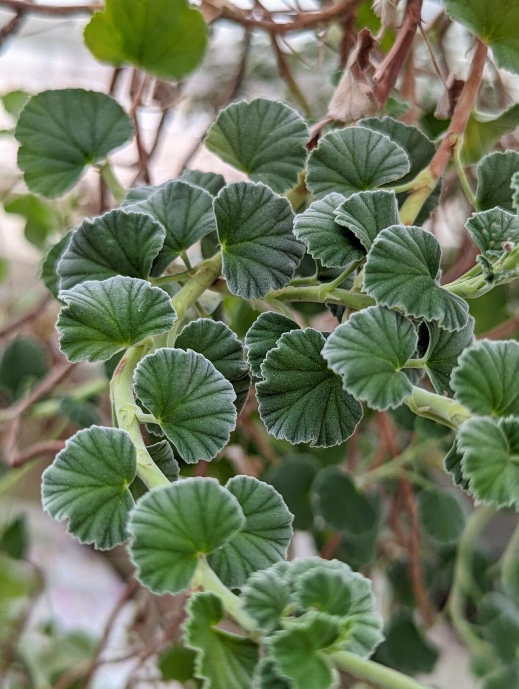 Pelargonium reniforme leaf