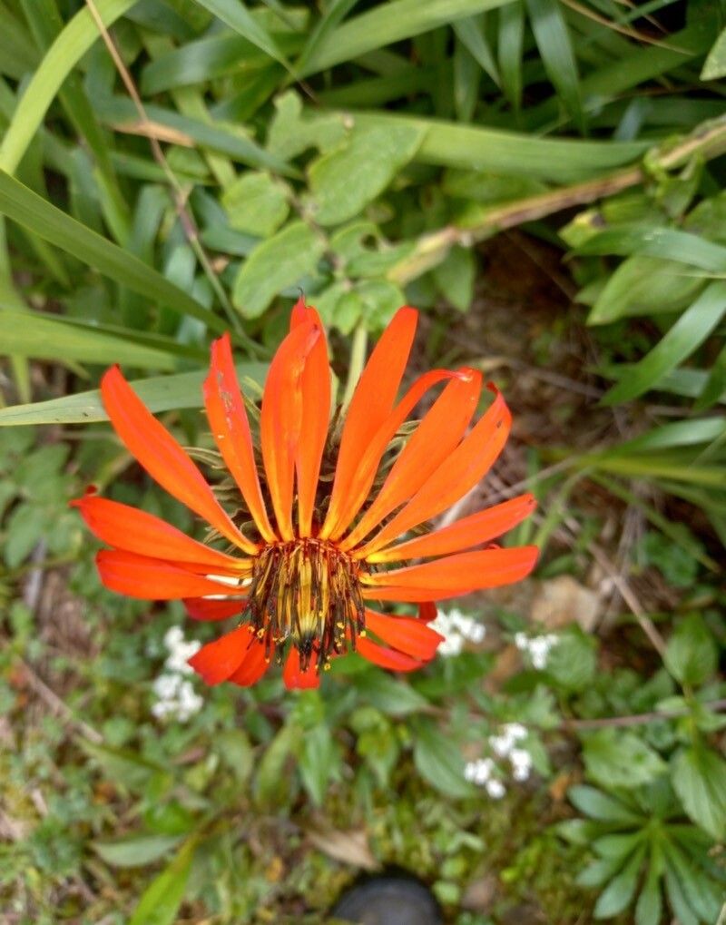 Mutisia lanata — houseplant care guide