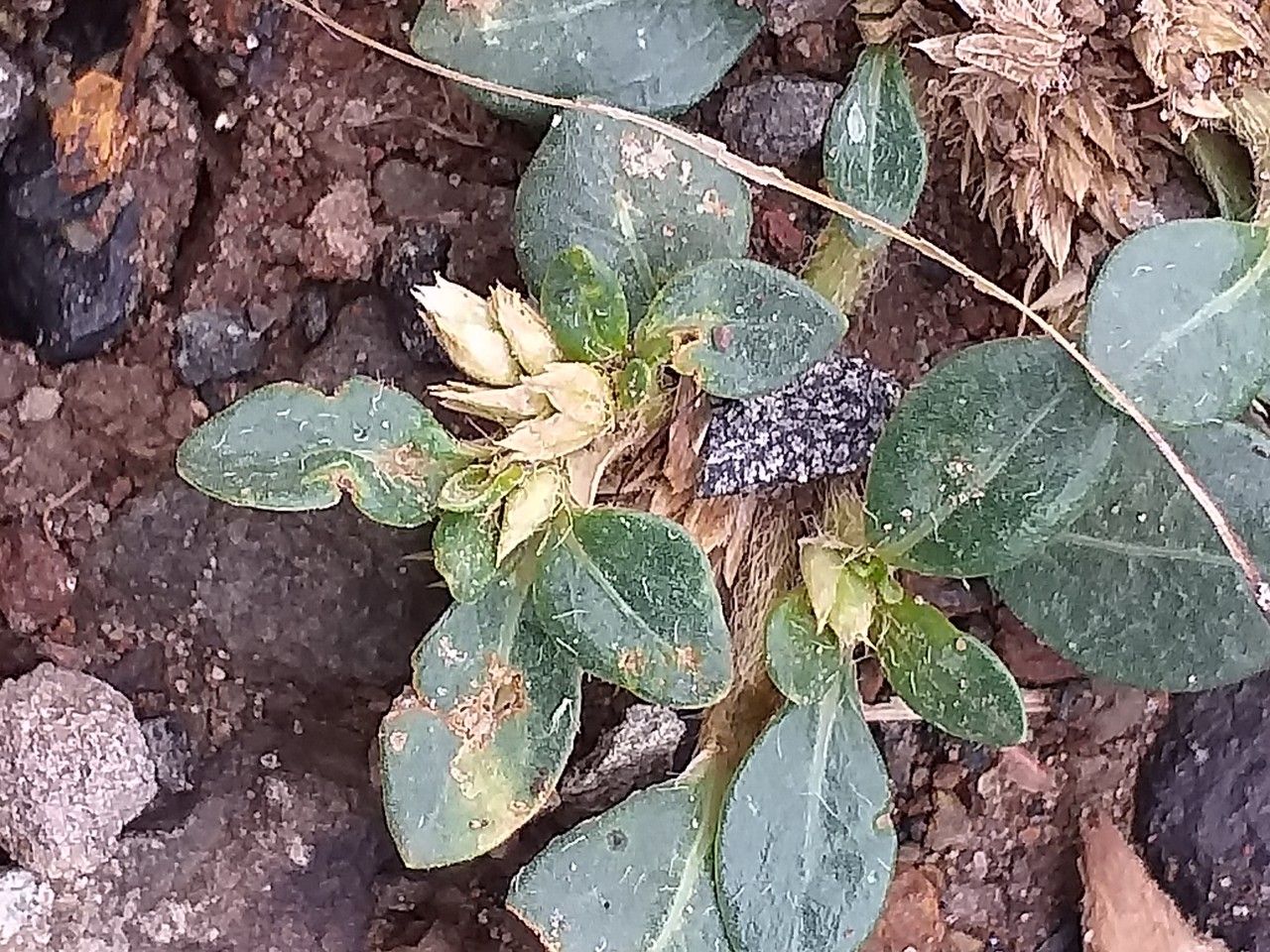 Alternanthera pungens flower