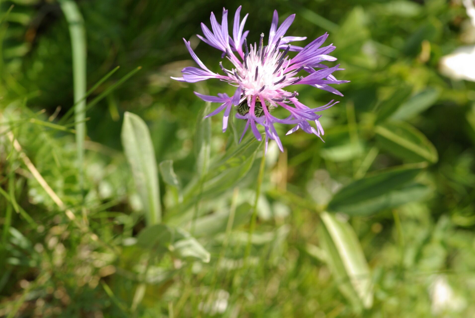 Centaurea triumfettii flower
