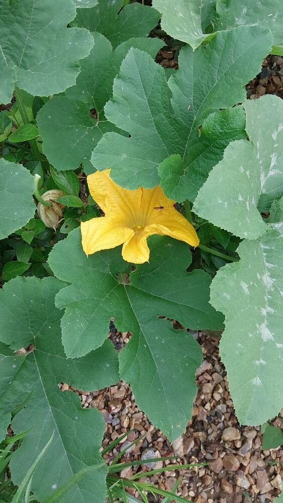 Salvia chiapensis flower