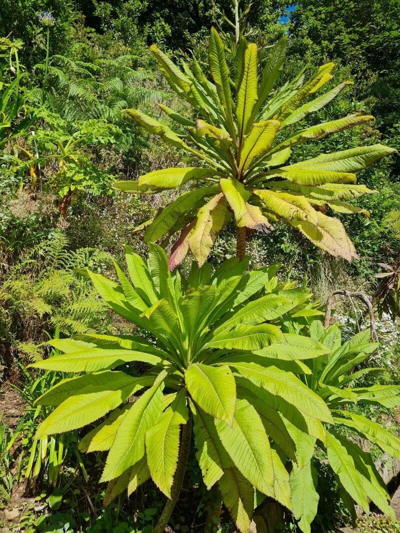 Lobelia giberroa — search result for 'Lobelia'