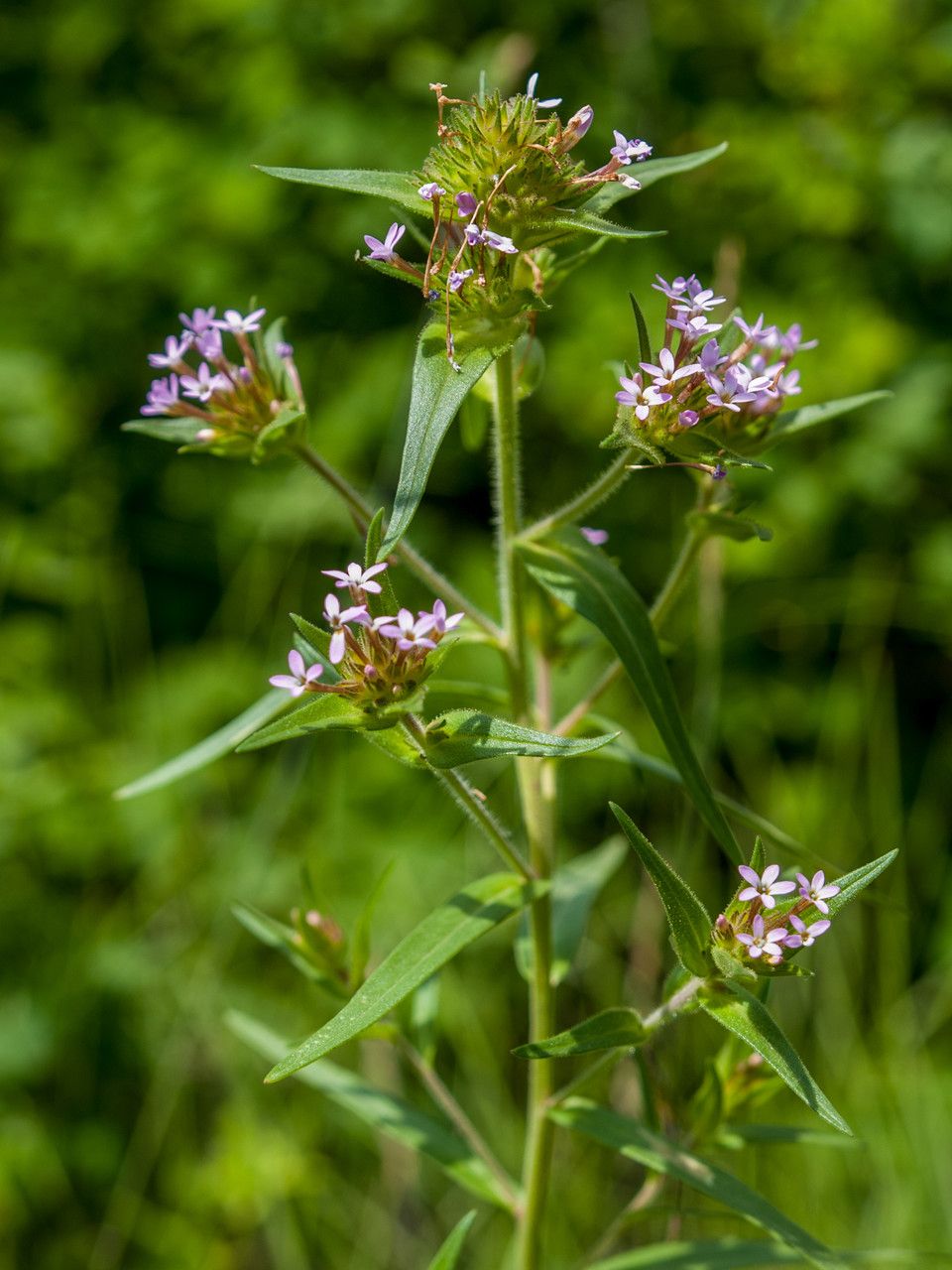 Collomia linearis flower