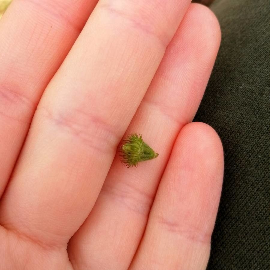 Agrimonia striata fruit