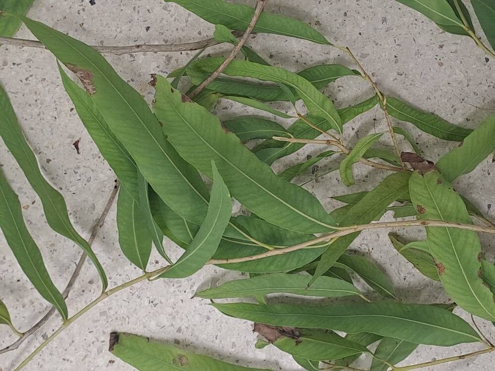 Corymbia bella — related species from the same genus