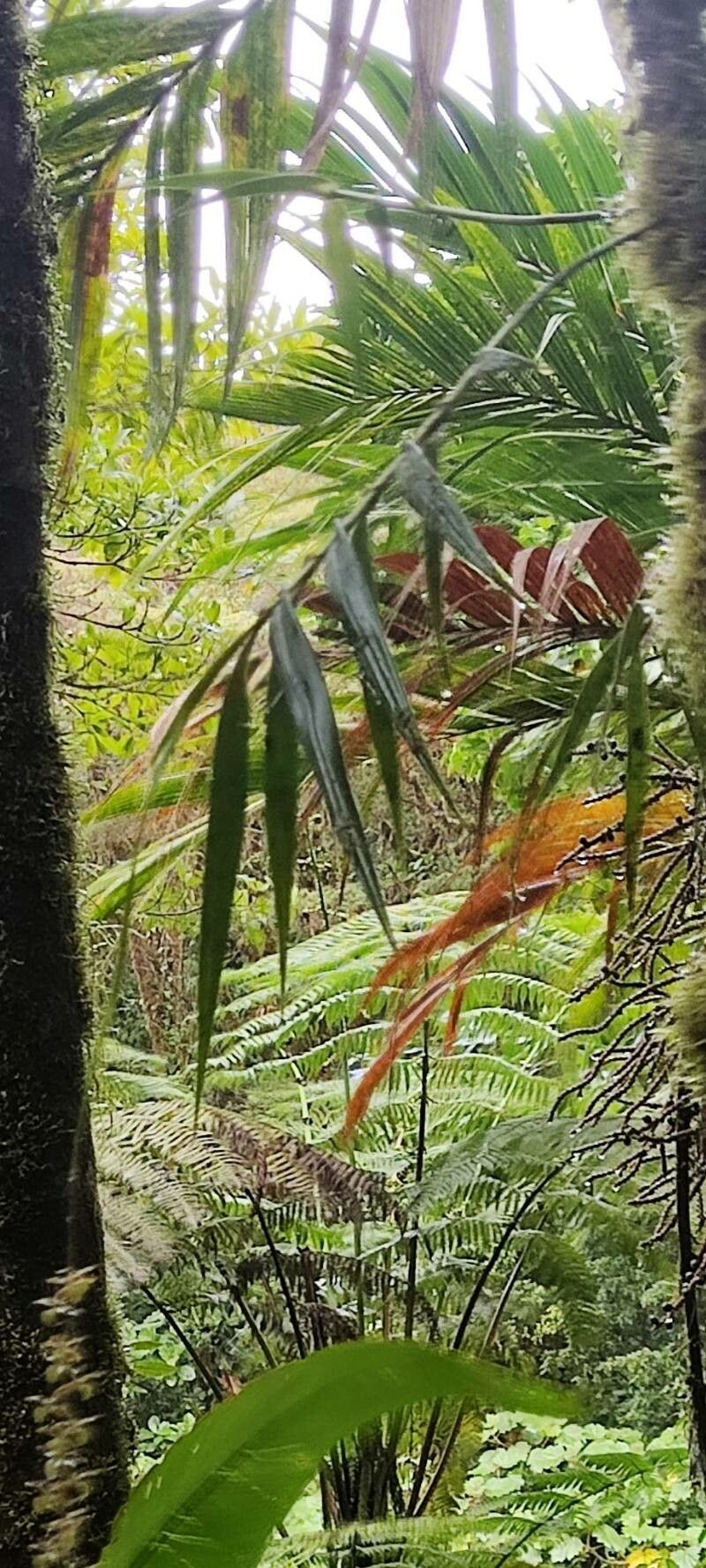 Epidendrum polyanthum — search result for 'Epidendrum'