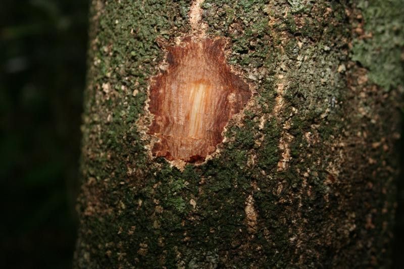 Licania parvifructa other