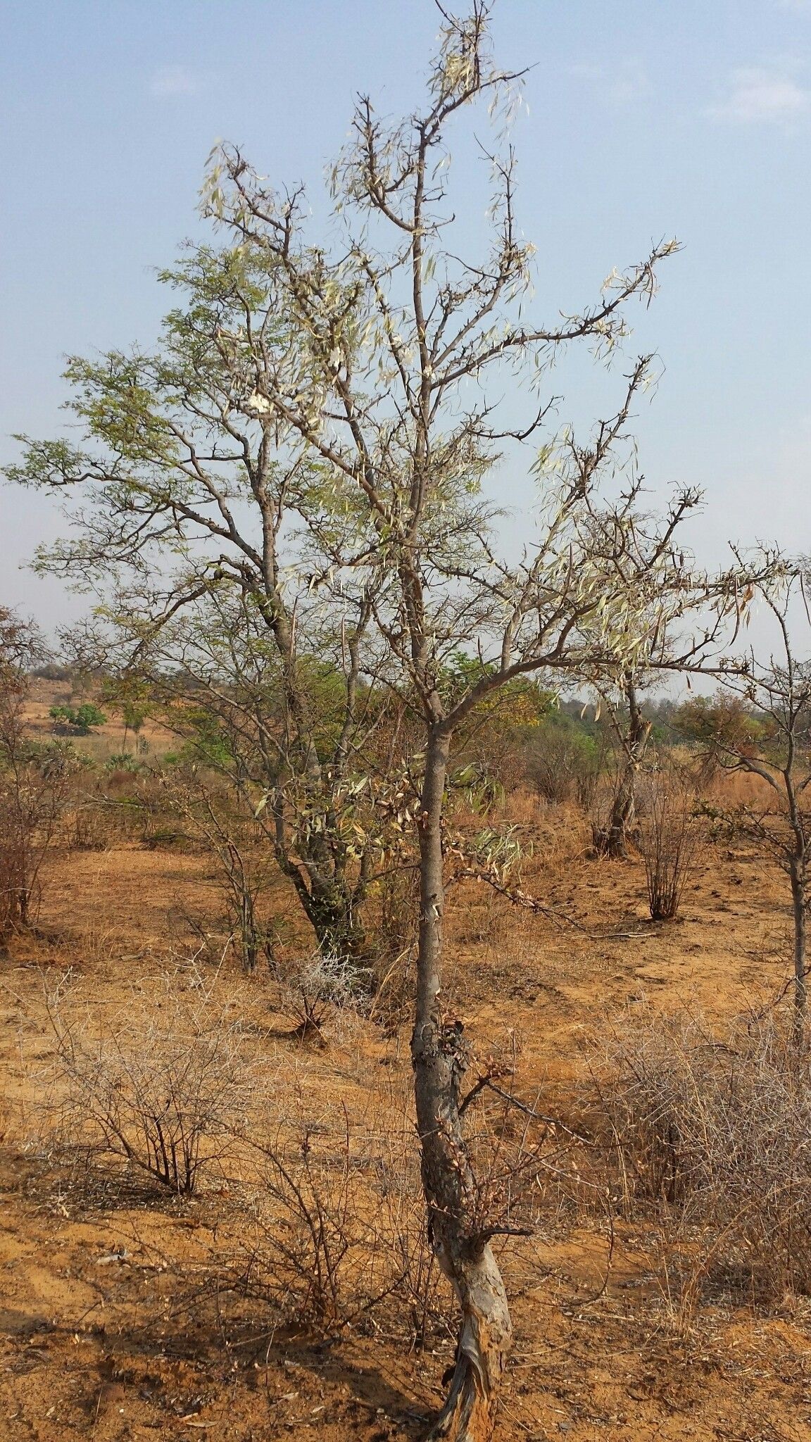 Stereospermum variabile habit