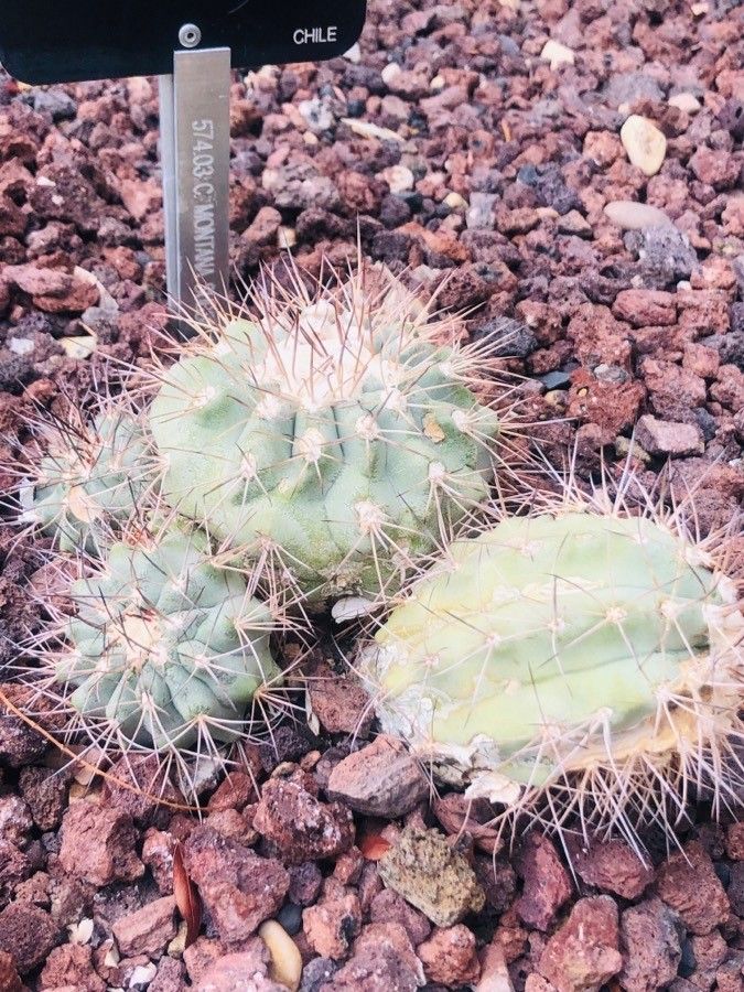 Copiapoa humilis leaf