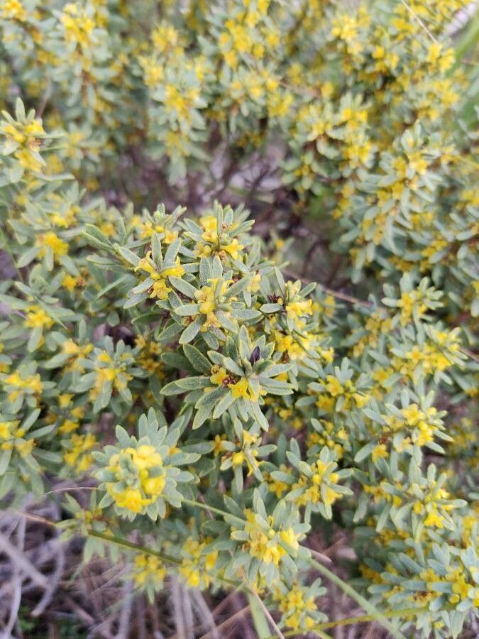 Thymelaea tinctoria fruit