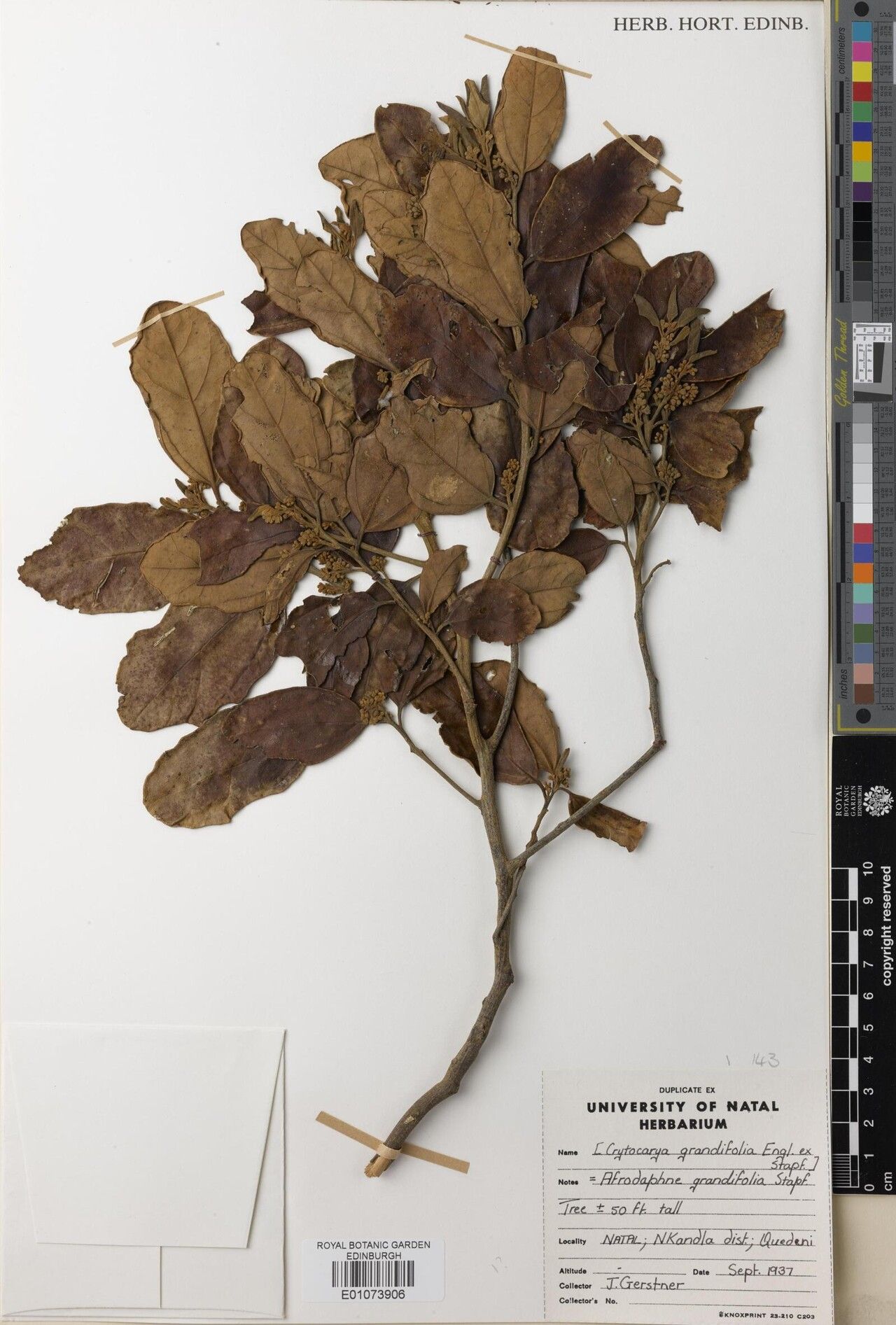 Beilschmiedia grandifolia — houseplant care guide