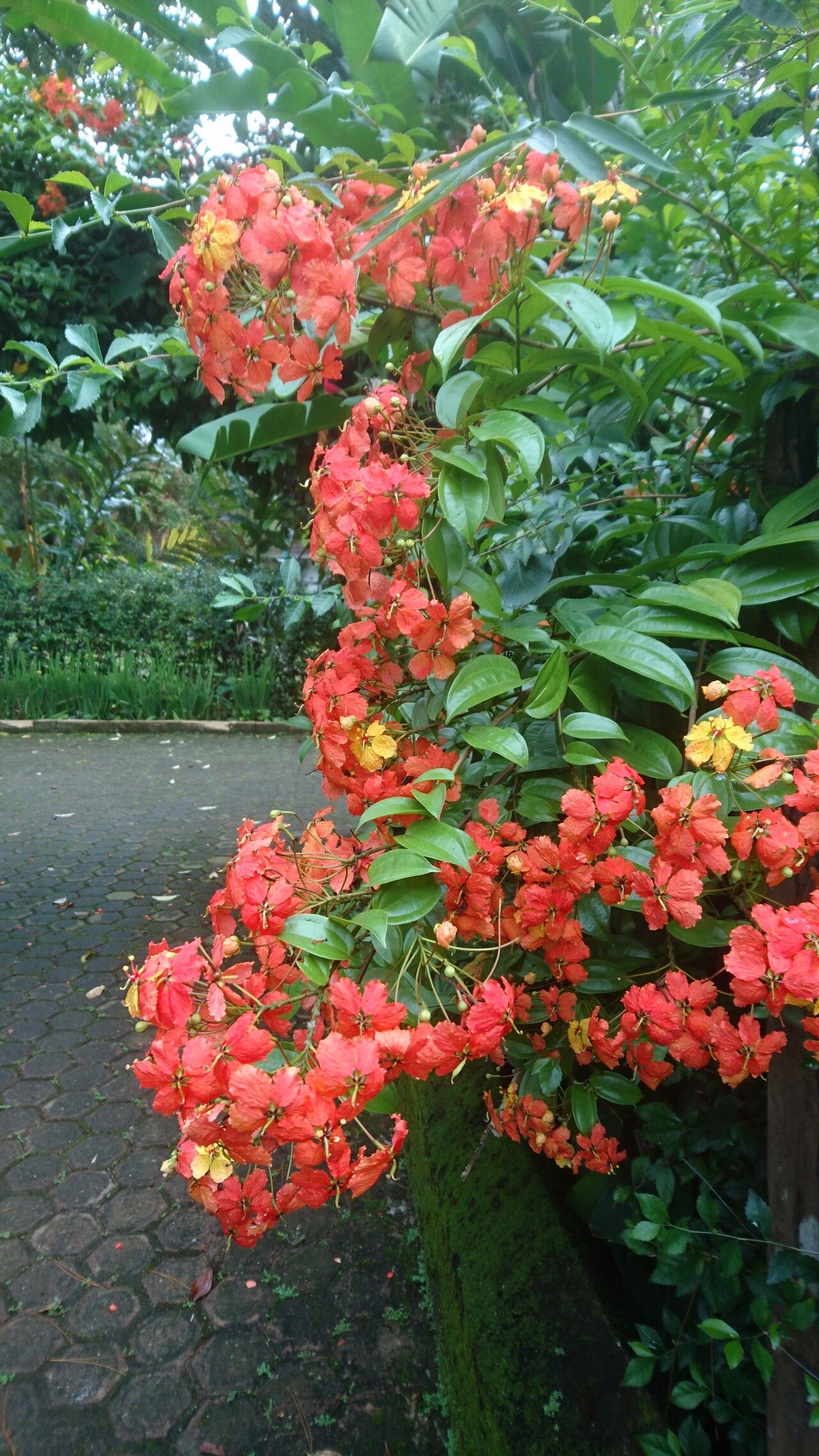 Phanera kockiana habit