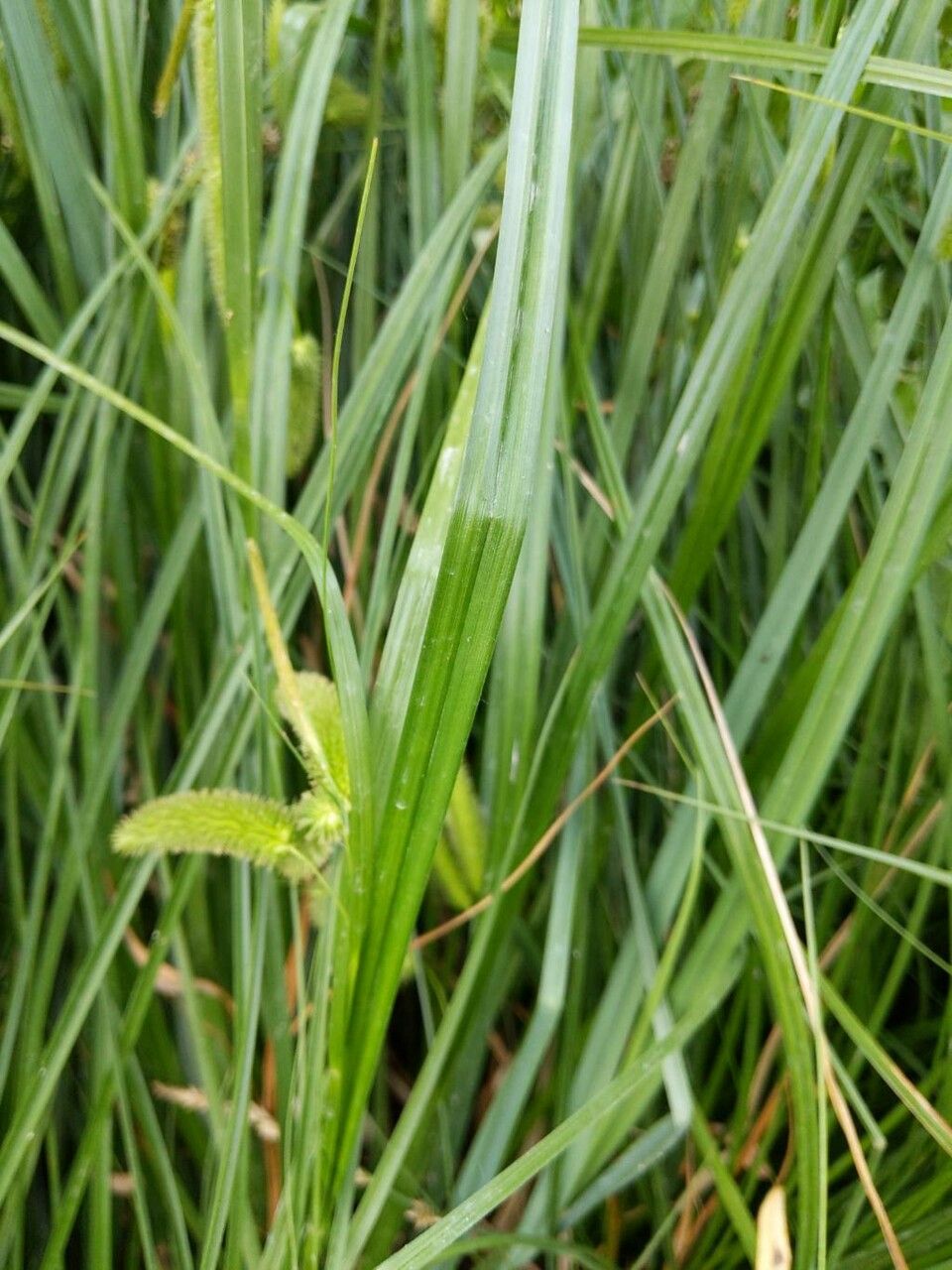 Carex pseudocyperus leaf
