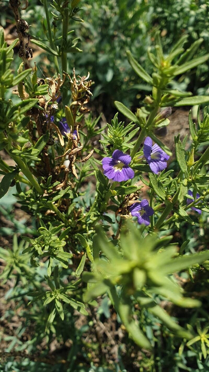 Stemodia florulenta leaf